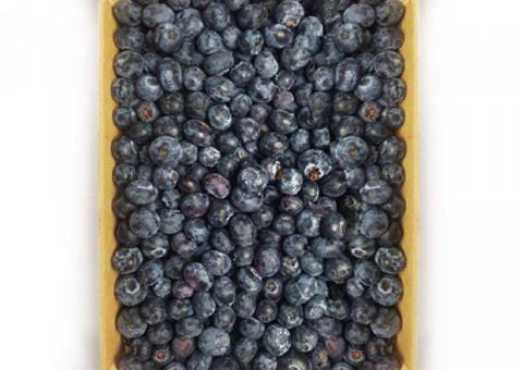 Fresh blueberries 