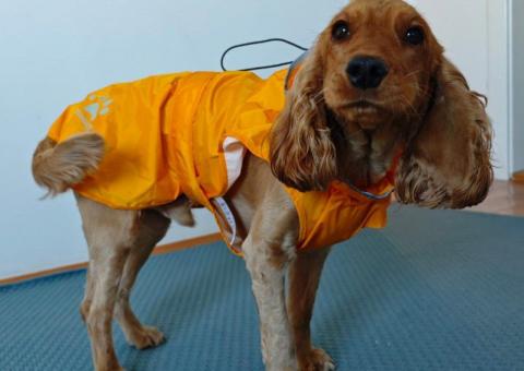Dog raincoat and sweater 