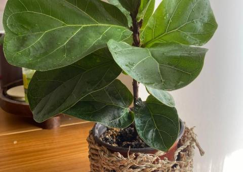 Ficus in a pot 