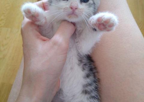Котенок Мия ищет дом 