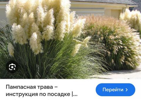 Plants for the terrace 