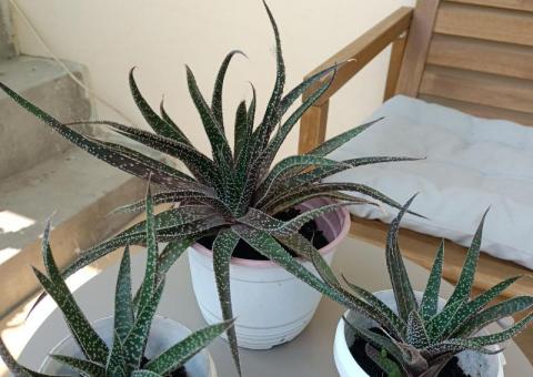 Succulents 
