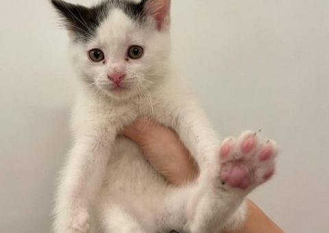 Котята ищут дом! 