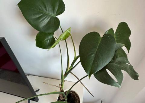 Monstera na poklon 