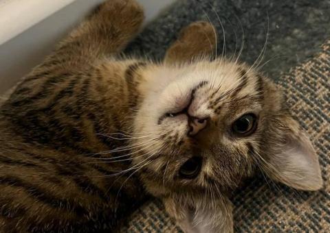Котенок ищет дом 