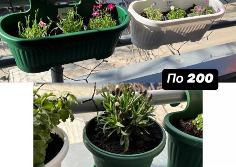 Flower pots for sale 