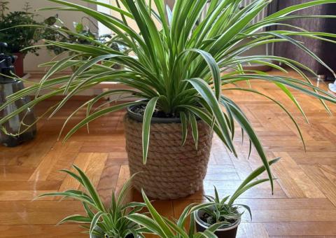 Chlorophytum 