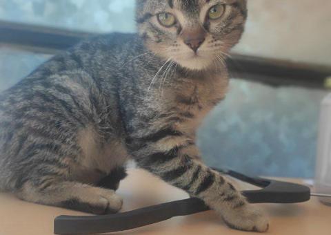 Отдам котенка Макса 