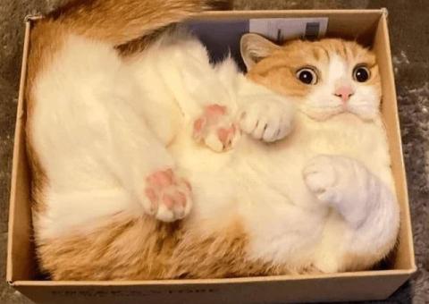 Передержка котиков 