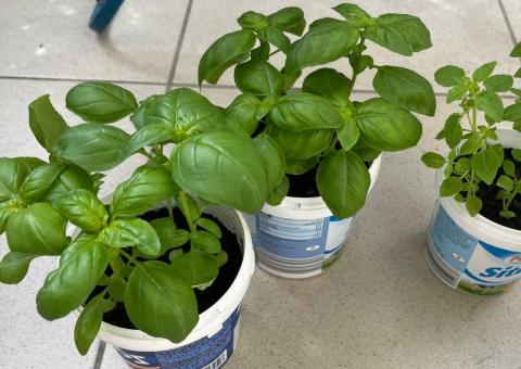Basil seedlings 