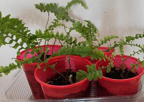 Fern 