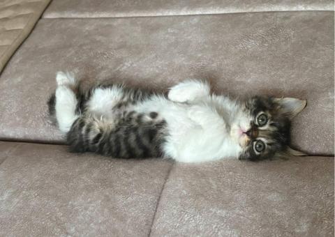 Mia needs a home! 