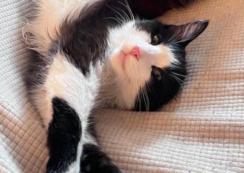 Cat for adoption 