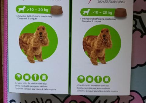 Dog ticks 