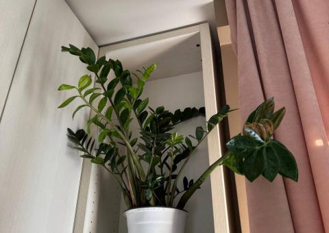 Zamioculcas 