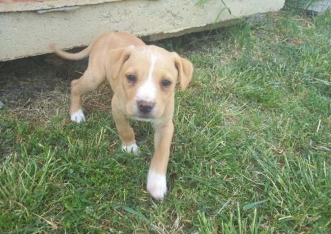 Puppies for adoption 