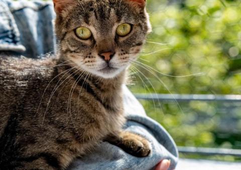 Marusya the cat is looking for a home! 