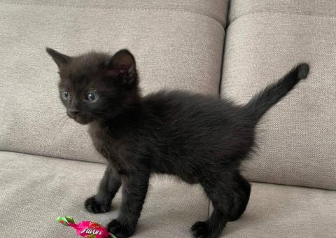 Kittens for adoption 