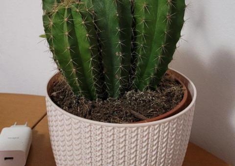 Cactus 