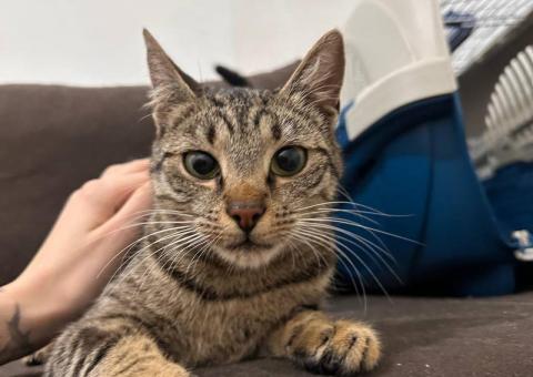 Ushanka cat is looking for a home 