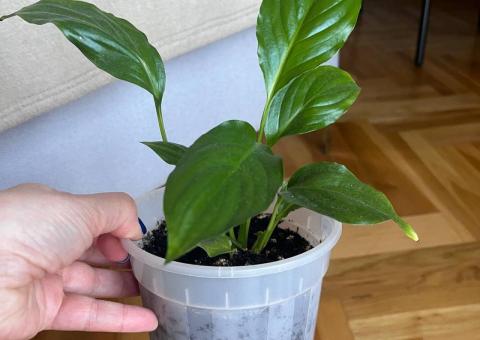 Peace Lily and Mint 