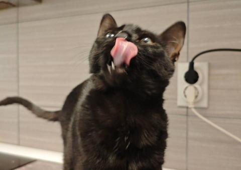 Shusha the kitten needs a home 