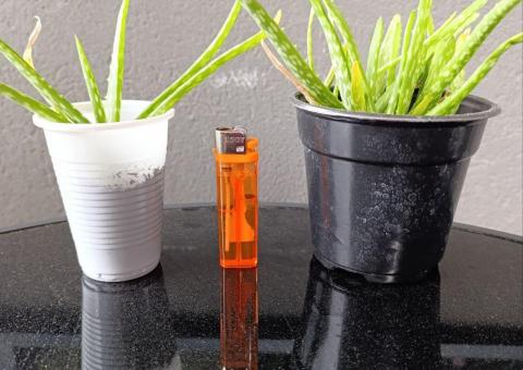 Prodajem Aloe 