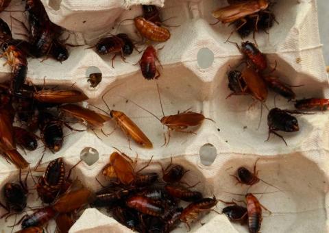 Turkmen cockroaches 