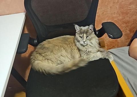 Armchair 