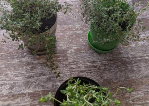 Lemon thyme and thyme 