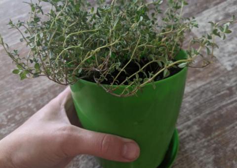 Lemon thyme