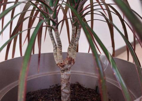 Plants for sale 