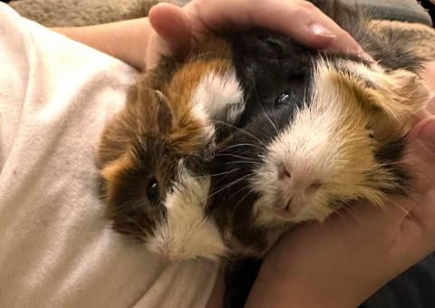 Guinea pigs for sale 