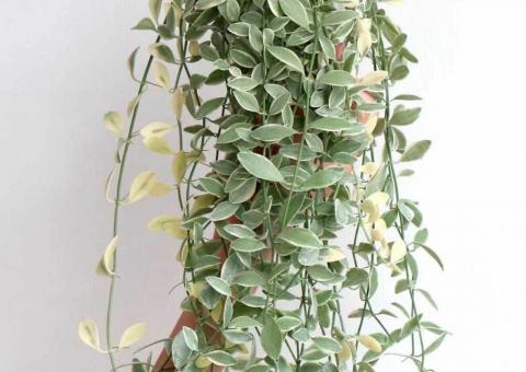 Dischidia oiantha variegata 
