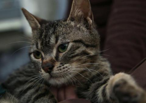 Give away kitten Max 