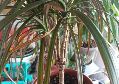 Selling Dracaena 