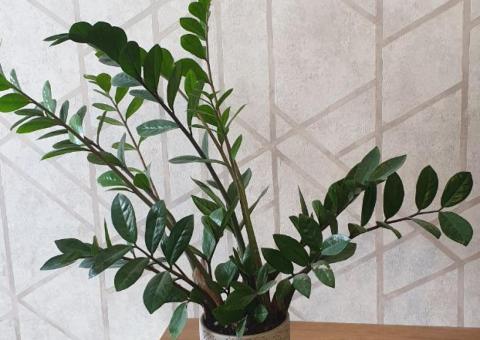 Zamioculcas Sale 