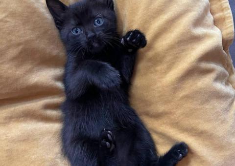 Kittens for adoption 