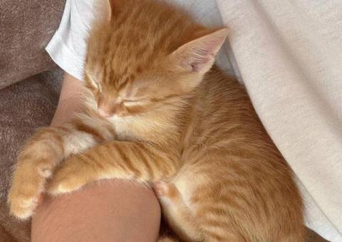Kitten Knopa is looking for a home 