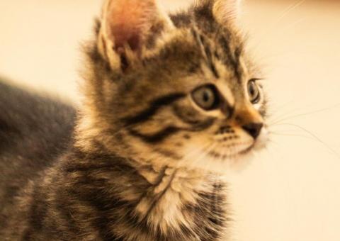 Kitten looking for a home 