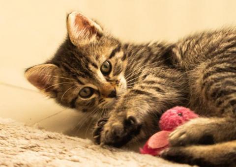 Kitten looking for a home 