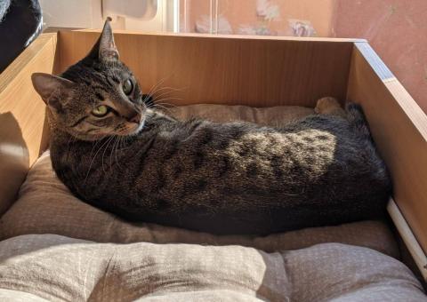 Ushanka cat is looking for a home 