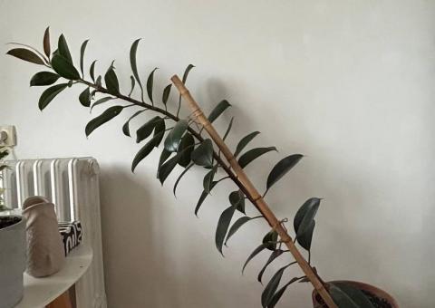 Ficus for sale 