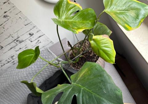 Monstera 