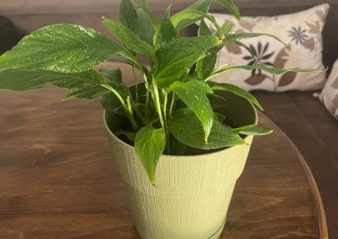 Spathiphyllum flower 