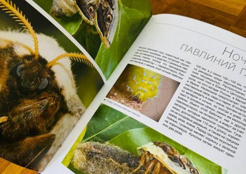 Knjige za tinejdžere i o insektima 