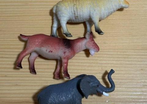 Animals 