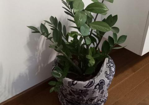Zamioculcas 