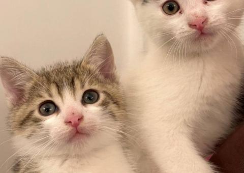 Kittens looking for a home! 