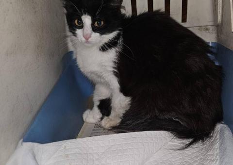 Cat looking for a home 